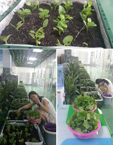 正能量节能科技的同事在公司快乐摘菜中 正能量节能科技的同事在公司快乐摘菜中